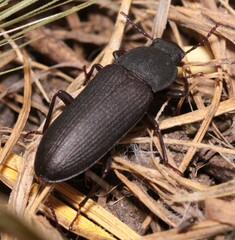 Tenebrio obscurus