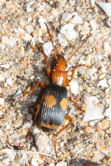 Pheropsophus africanus