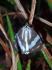 Utetheisa abraxoides