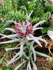 Cynoglossum magellense