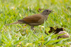 Turdus leucomelas