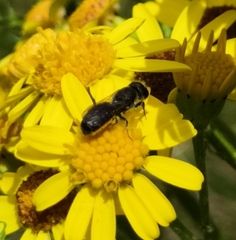 Heriades truncorum