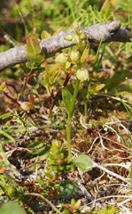 Pseudorchis straminea