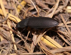Tenebrio obscurus