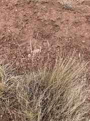 Aristida arizonica