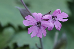 Microbotryum silenes-dioicae