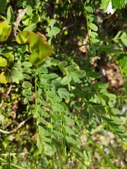 Astragalus alpinus