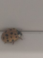 Harmonia axyridis