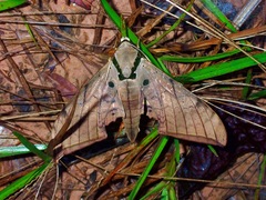 Ambulyx substrigilis