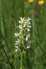 Dactylorhiza incarnata ochroleuca