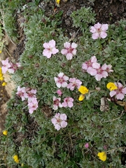Potentilla nitida