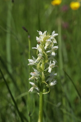 Dactylorhiza incarnata ochroleuca