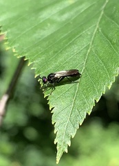 Eudioctria albius