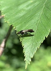Eudioctria albius
