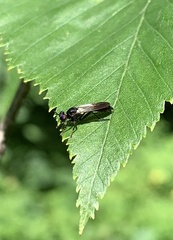 Eudioctria albius