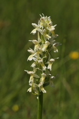 Dactylorhiza incarnata ochroleuca