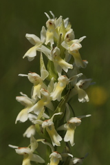 Dactylorhiza incarnata ochroleuca