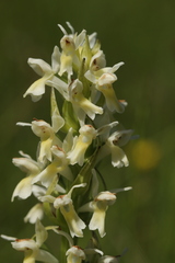 Dactylorhiza incarnata ochroleuca
