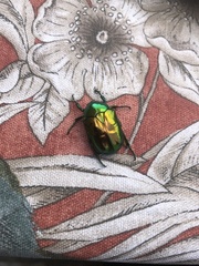 Protaetia speciosissima