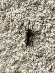 Neomochtherus geniculatus