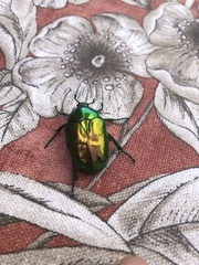 Protaetia speciosissima