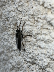 Neomochtherus geniculatus