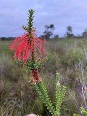 Melaleuca sparsa