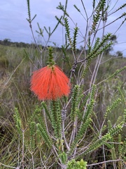 Melaleuca sparsa