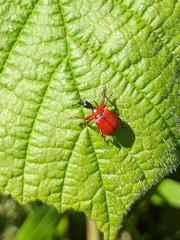 Apoderus coryli