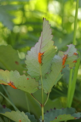 Xenodochus carbonarius