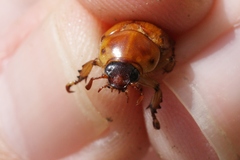 Cyclocephala pasadenae