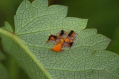 Xenodochus carbonarius
