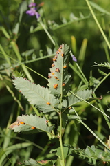 Xenodochus carbonarius