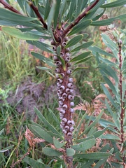 Melaleuca glauca