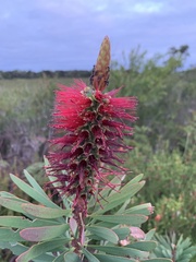 Melaleuca glauca