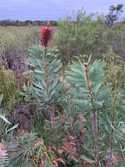Melaleuca glauca