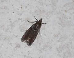 Laodamia faecella
