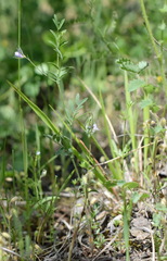 Vicia lentoides