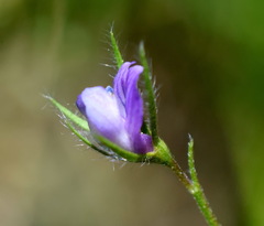 Vicia lentoides