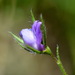 Vicia lentoides - Photo (c) Вадим, some rights reserved (CC BY-NC), uploaded by Вадим