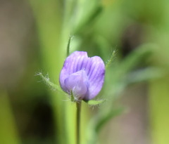 Vicia lentoides