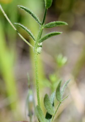 Vicia lentoides