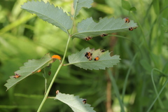 Xenodochus carbonarius