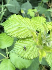 Poecilobothrus nobilitatus