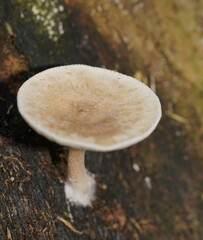 Clitocybe semiocculta
