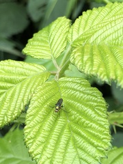 Poecilobothrus nobilitatus