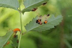 Xenodochus carbonarius