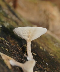 Clitocybe semiocculta