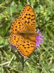 Argynnis adippe