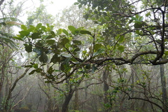 Monimia rotundifolia